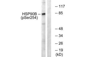 Western Blotting (WB) image for anti-Heat Shock Protein 90kDa alpha (Cytosolic), Class B Member 1 (HSP90AB1) (pSer254) antibody (ABIN1847211) (HSP90AB1 anticorps  (pSer254))