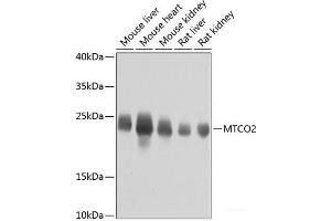Western blot analysis of extracts of various cell lines using MTCO2 Polyclonal Antibody at dilution of 1:800. (COX2 anticorps)