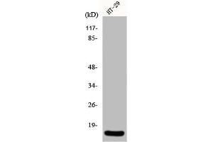 Western Blot analysis of HT29 cells using INSL4 Polyclonal Antibody (INSL4 anticorps  (Internal Region))