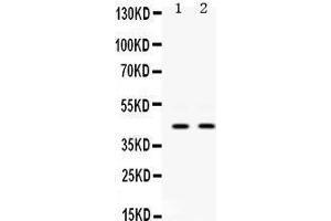 Western Blotting (WB) image for anti-Keratin 19 (KRT19) (AA 334-372), (C-Term) antibody (ABIN3043288) (Cytokeratin 19 anticorps  (C-Term))