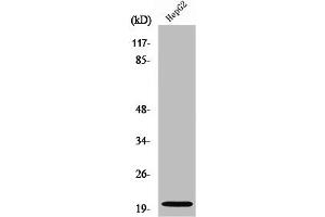 Western Blot analysis of HepG2 cells using Neuromedin-U Polyclonal Antibody (Neuromedin U anticorps  (C-Term))