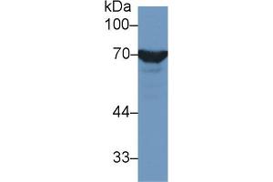 Detection of HSPA1L in Rat Testis lysate using Polyclonal Antibody to Heat Shock 70 kDa Protein 1 Like Protein (HSPA1L) (HSPA1L anticorps  (AA 1-641))