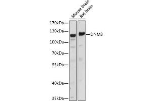 Western blot analysis of extracts of various cell lines, using DNM3 antibody (ABIN6290322) at 1:1000 dilution. (Dynamin 3 anticorps)