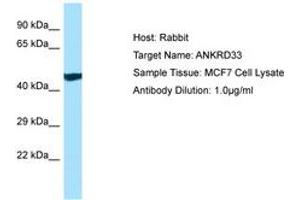 Image no. 1 for anti-Ankyrin Repeat Domain 33 (ANKRD33) (AA 368-417) antibody (ABIN6750151) (ANKRD33 anticorps  (AA 368-417))