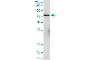 L3MBTL4 MaxPab rabbit polyclonal antibody. (L3MBTL4 anticorps  (AA 1-534))