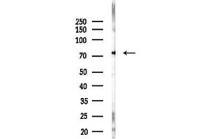 anti-Nuclear Fragile X Mental Retardation Protein Interacting Protein 2 (NUFIP2) (Internal Region) antibody