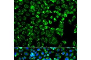 Immunofluorescence analysis of A549 cells using ZAK Polyclonal Antibody (ZAK anticorps)