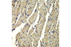 Immunohistochemistry of paraffin-embedded mouse heart using FXN antibody.