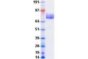 Validation with Western Blot