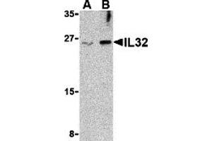 Western Blotting (WB) image for anti-Interleukin 32 (IL32) (Middle Region) antibody (ABIN1030958) (IL32 anticorps  (Middle Region))