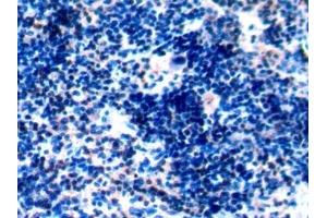 Detection of CD45 in Rat Spleen Tissue using Polyclonal Antibody to Protein Tyrosine Phosphatase Receptor Type C (CD45)