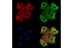 ABIN7094495 and ABIN7098544 staining Hela cells by IF/ICC.