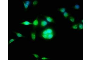 Immunofluorescence staining of Hela cells with ABIN7149344 at 1:100, counter-stained with DAPI. (CPEB3 anticorps  (AA 414-525))