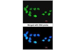ICC/IF Image Immunofluorescence analysis of paraformaldehyde-fixed A431, using CDC26, antibody at 1:200 dilution. (CDC26 anticorps)
