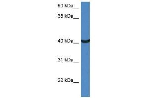 Western Blot showing Morf4l1 antibody used at a concentration of 1. (MORF4L1 anticorps  (Middle Region))