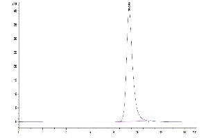 The purity of Mouse FcRn is greater than 95 % as determined by SEC-HPLC.