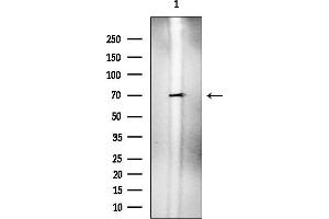 anti-MAU2 Sister Chromatid Cohesion Factor (MAU2) antibody