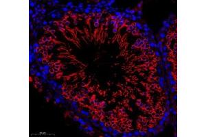 Immunofluorescence of paraffin embedded mouse testis using GK2 (ABIN7074096) at dilution of 1: 500 (300x lens) (GK2 anticorps)