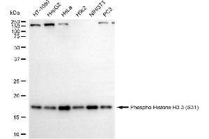 Western blotting analysis using phospho-Histone H3.