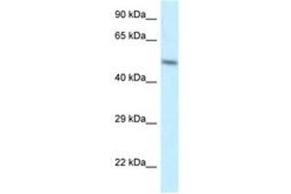 ZFP2 anticorps  (AA 25-74)