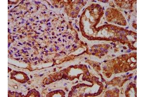 IHC image of ABIN7151572 diluted at 1:600 and staining in paraffin-embedded human kidney tissue performed on a Leica BondTM system.