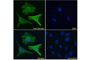 IF/ICC testing of fixed and permeabilized human HeLa cells with Sprouty antibody (green) at 10ug/ml and DAPI nuclear stain (blue). (SPRY1 anticorps)