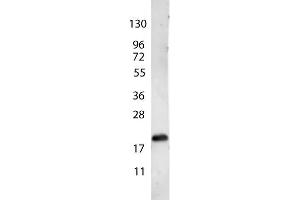 anti-Human VEGF-165 antibody shows detection of a band ~22 kDa in size corresponding to recombinant human VEGF-165. (VEGF 165 anticorps)