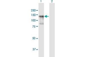 Western Blot analysis of PLEKHG2 expression in transfected 293T cell line by PLEKHG2 MaxPab polyclonal antibody. (PLEKHG2 anticorps  (AA 1-896))