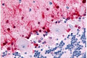 Anti-NR1D2 antibody  ABIN1049132 IHC staining of human brain, cerebellum.