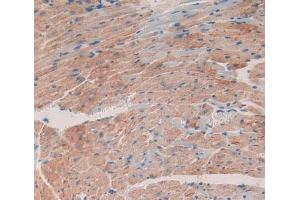 Figure. (CXCL12 anticorps  (AA 22-89))