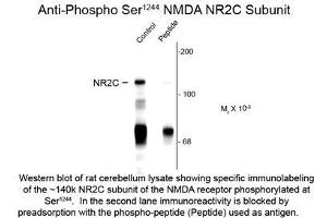 Image no. 1 for anti-Glutamate Receptor, Ionotropic, N-Methyl D-Aspartate 2c (GRIN2C) (pSer1244) antibody (ABIN956764)