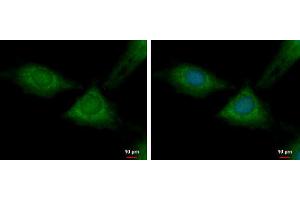 ICC/IF Image RPL37 antibody detects RPL37 protein at cytoplasm by immunofluorescent analysis. (RPL37 anticorps)