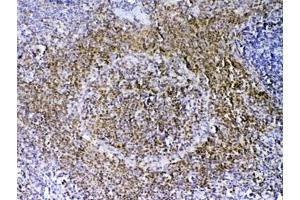 IHC testing of FFPE rat spleen tissue with PAX5 antibody at 1ug/ml. (PAX5 anticorps)