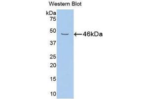 Western Blotting (WB) image for anti-Neuregulin 1 (NRG1) (AA 54-163) antibody (ABIN1860052) (Neuregulin 1 anticorps  (AA 54-163))
