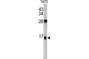 Western Blotting (WB) image for anti-Dermcidin (DCD) antibody (ABIN3002770) (Dermcidin anticorps)