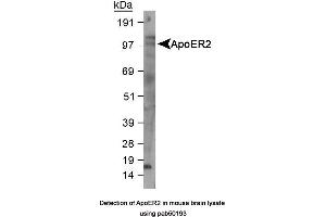 Image no. 1 for anti-Low Density Lipoprotein Receptor-Related Protein 8, Apolipoprotein E Receptor (LRP8) (AA 863-963), (C-Term) antibody (ABIN363502) (LRP8 anticorps  (C-Term))