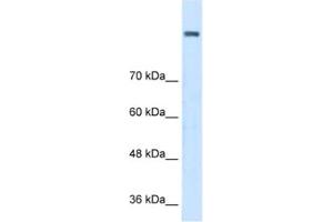 Western Blotting (WB) image for anti-Amine Oxidase, Copper Containing 2 (Retina-Specific) (AOC2) antibody (ABIN2462830) (AOC2 anticorps)