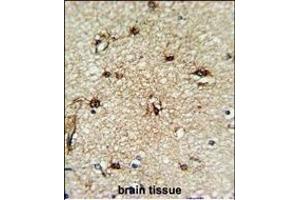 Formalin-fixed and paraffin-embedded human brain tissue reacted with TCPR1 Antibody (N-term), which was peroxidase-conjugated to the secondary antibody, followed by DAB staining.