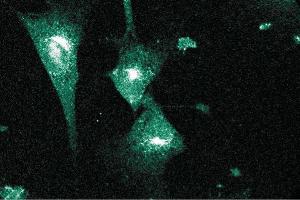 Immunofluorescent staining on NIH-3T3 cells. (PCNT anticorps  (AA 1692-1814))