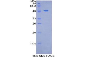 SDS-PAGE (SDS) image for Plasminogen (PLG) (AA 79-466) protein (His tag) (ABIN1879837)