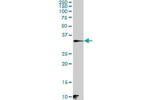 C21orf59 MaxPab polyclonal antibody. (C21orf59 anticorps  (AA 1-290))