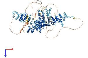 AlphaFold protein structure predicition of Human Recombinant SYMPK Protein, UniprotID Q92797