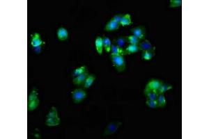 Immunofluorescent analysis of HepG2 cells using ABIN7148633 at dilution of 1:100 and Alexa Fluor 488-congugated AffiniPure Goat Anti-Rabbit IgG(H+L)