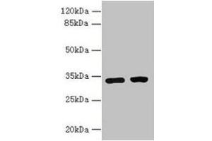 Western blot All lanes: C3orf49 antibody at 5 μg/mL Lane 1: U251 whole cell lysate Lane 2: MCF-7 whole cell lysate Secondary Goat polyclonal to rabbit IgG at 1/10000 dilution Predicted band size: 34 kDa Observed band size: 34 kDa