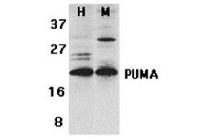 Western Blotting (WB) image for anti-BCL2 Binding Component 3 (BBC3) (C-Term) antibody (ABIN1030609) (PUMA anticorps  (C-Term))