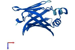Fatty Acid Binding Protein 9, Testis (FABP9) (AA 1-132) protein (His tag)