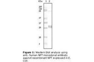 Image no. 1 for anti-NPT II antibody (ABIN292933) (NPT II anticorps)