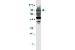 Western Blot detection against Immunogen (98.