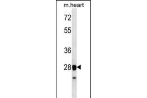 STX8 Antibody (N-term) (ABIN656580 and ABIN2845843) western blot analysis in mouse heart tissue lysates (35 μg/lane). (STX8 anticorps  (N-Term))