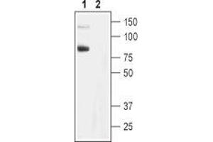 Western blot analysis of rat brain membranes: - 1.